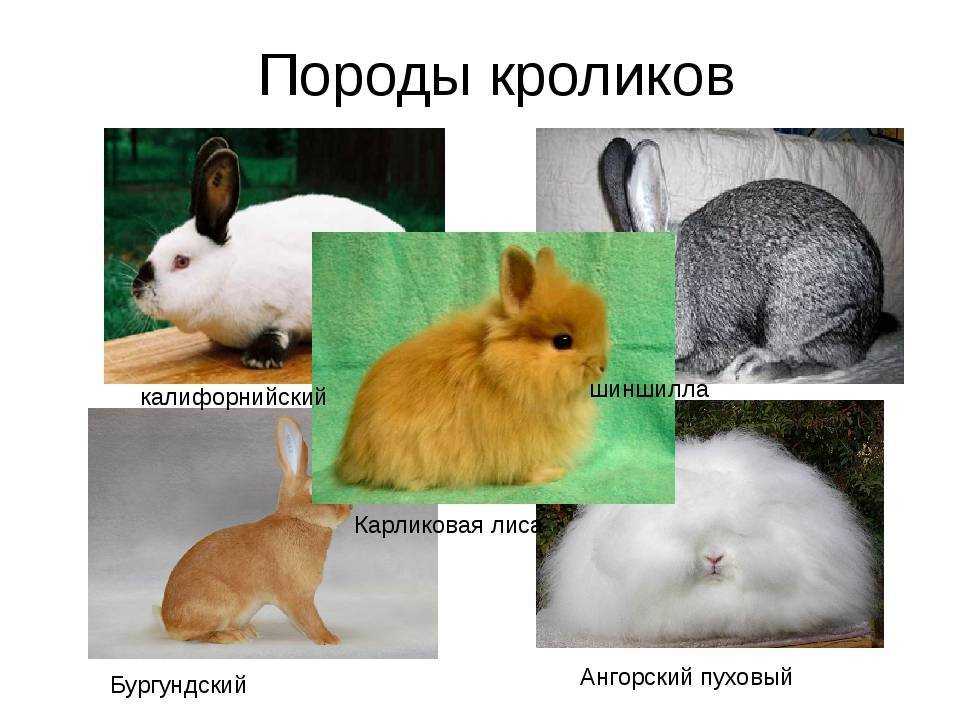 Породы кроликов с фотографиями и названиями и описанием пород: лучшие 16 пород кроликов с фотографиями и названиями