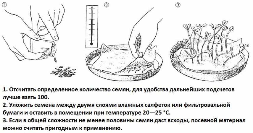 Стратификация и скарификация семян – какие растения в них нуждаются и как их правильно проводить?