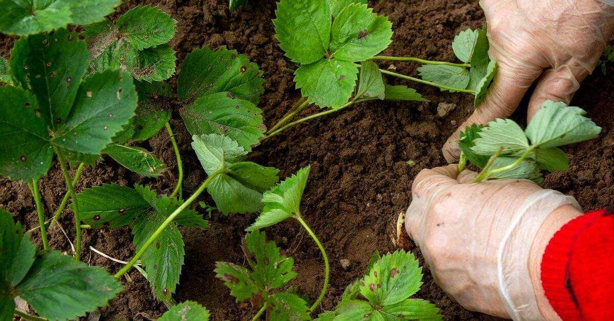 Посадка клубники весной в открытый грунт: когда и как правильно сажать, сроки, правила, схемы, пошаговая инструкция, фото и видео