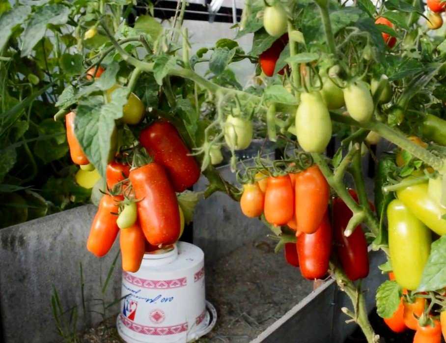 Томат "кумир": описание сорта, отзывы, фото