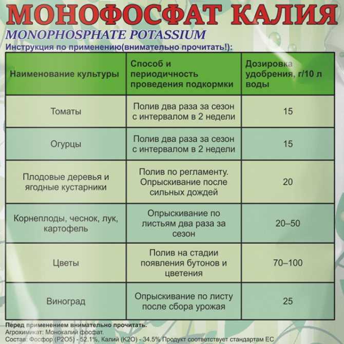 Капуста атрия: описание гибридных характеристик и отзывы