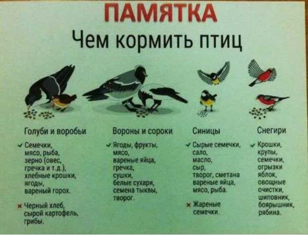 Кормушки: хорошо или плохо для диких птиц и окружающей среды?  -  стебель  2024
