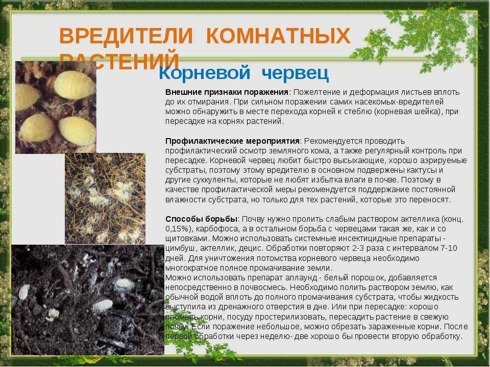 Экология дома: польза комнатных растений. как растения влияют на человека. красота вокруг нас