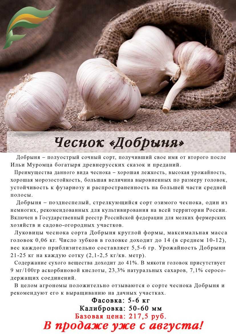 Сорта и виды чеснока ?: характеристика, описание сорта, фото, отзывы | qlumba.com