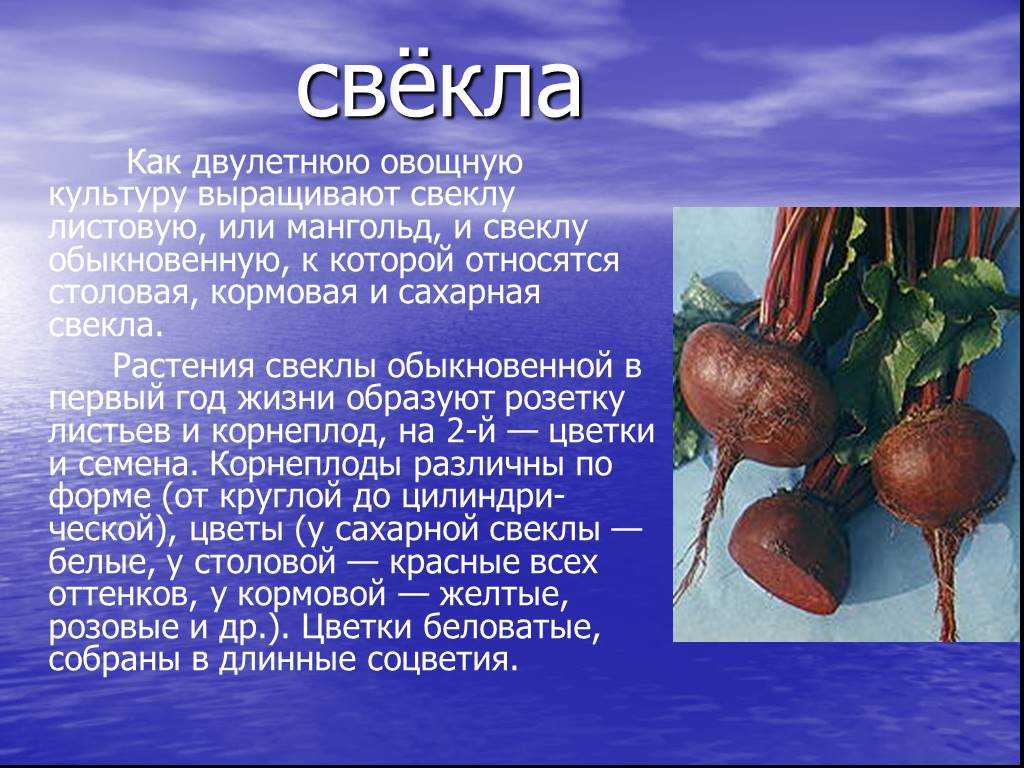 Древние персы считали этот овощ символом ссор. свекла считалась символом раздора, ссор и сплетен у древних персов. салат из ботвы свеклы