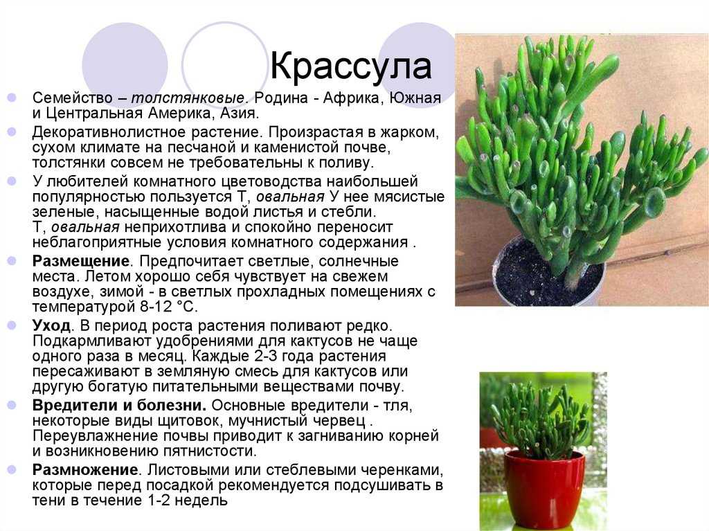 Как правильно ухаживать за крассулой (денежным деревом) в домашних условиях и как формировать крону