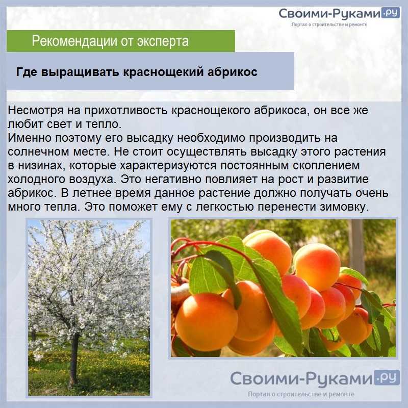 Краснощекий абрикос (35 фото): описание сорта, посадка и уход