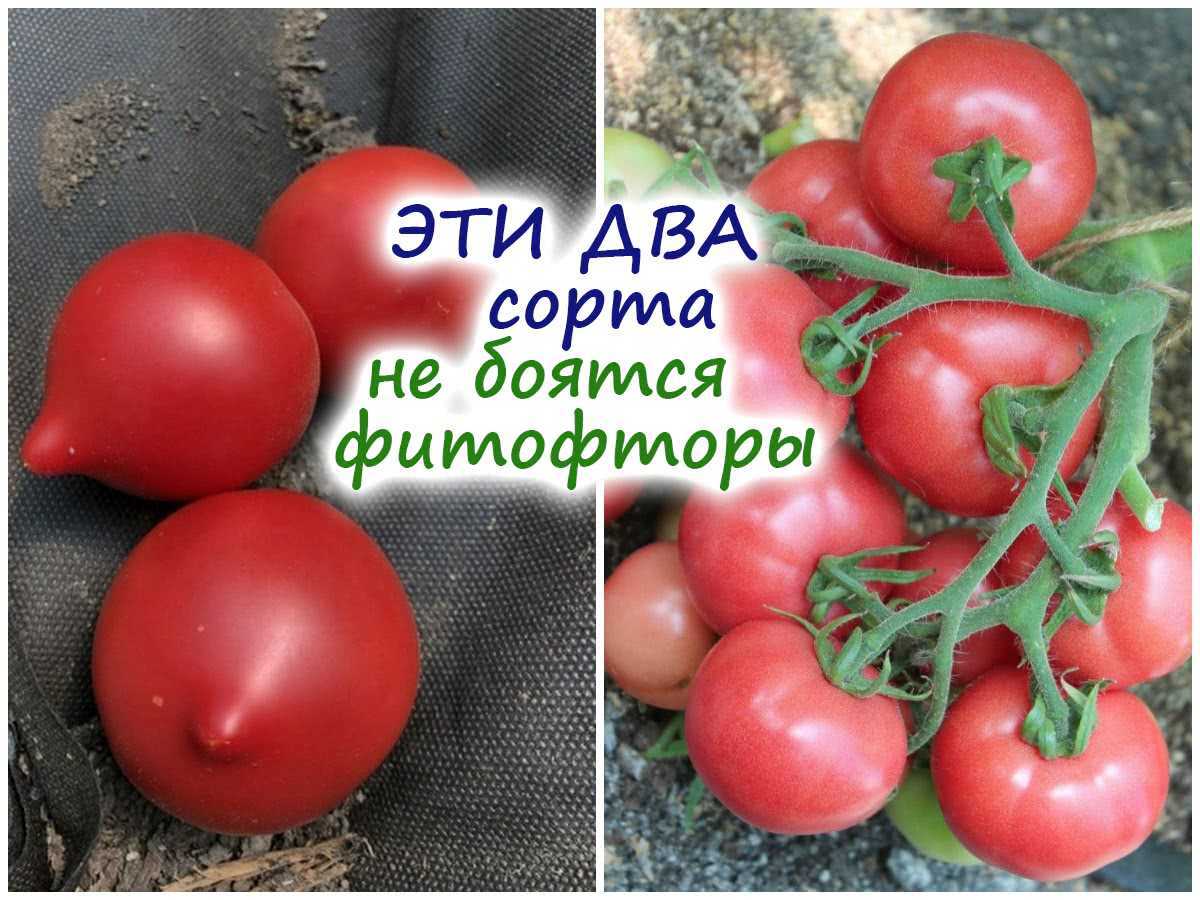 Томаты устойчивые к фитофторозу для подмосковья: наши рекомендации для дачников