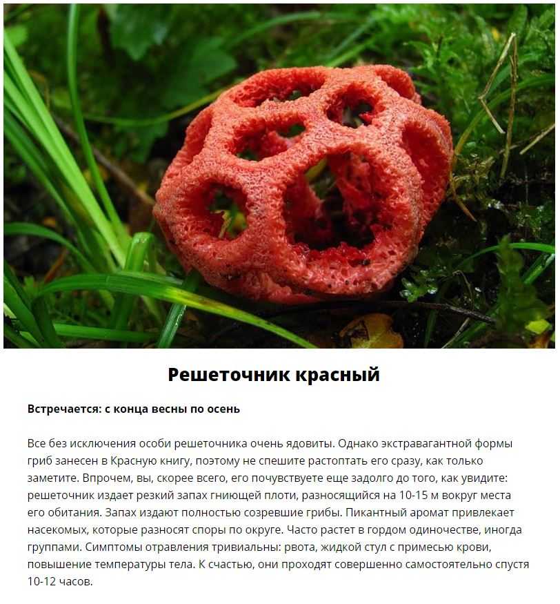 Ядовитые цветы в саду фото (большая коллекция изображений) - artshots.ru
