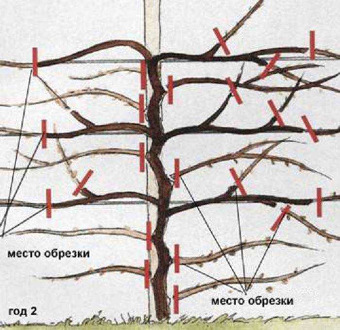Актинидия коломикта: посадка и уход, особенности выращивания в том числе из семян, а также описание сортов с характеристикой и отзывами