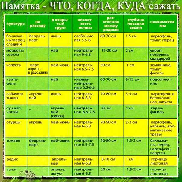 Лучшие сорта тыквы для юга россии