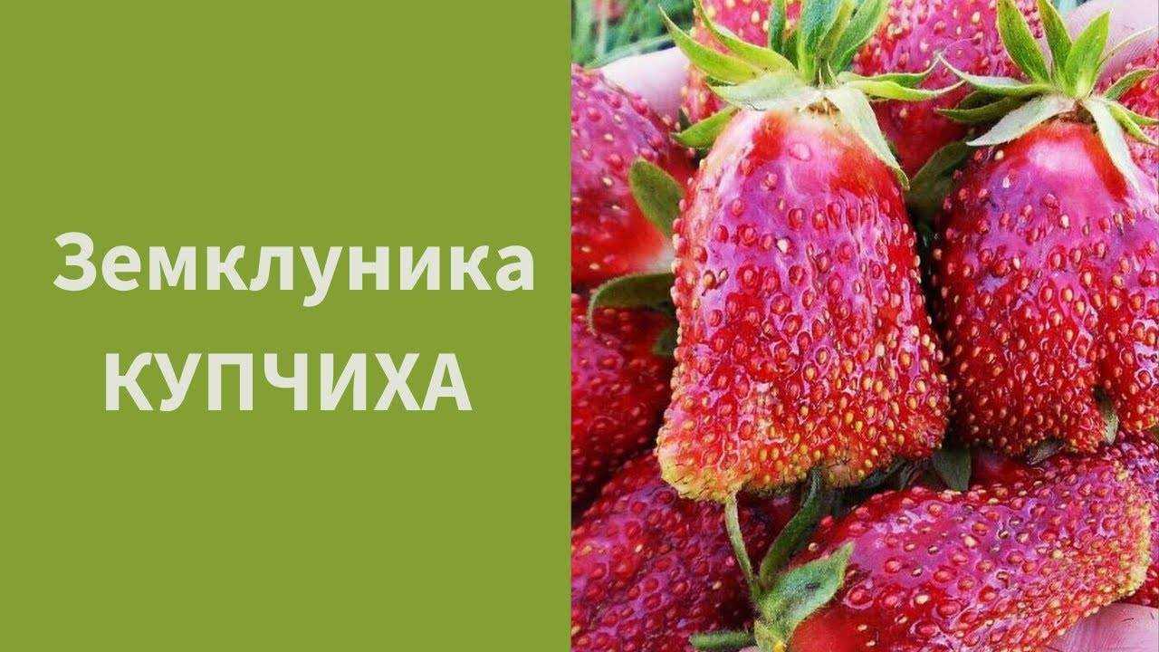 Клубника купчиха: отзывы садоводов, секреты выращивания с фото