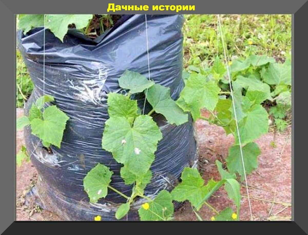 Огурцы в мешках: пошаговое описание выращивания, как посадить
