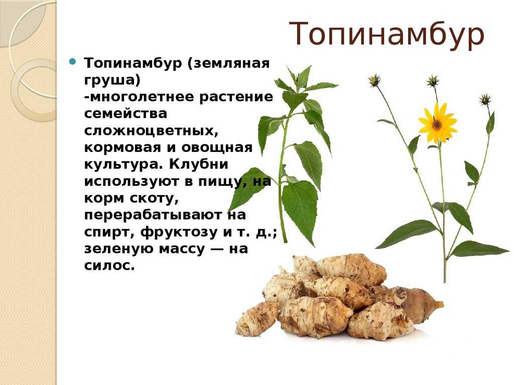 Сладкий картофель - frwiki.wiki