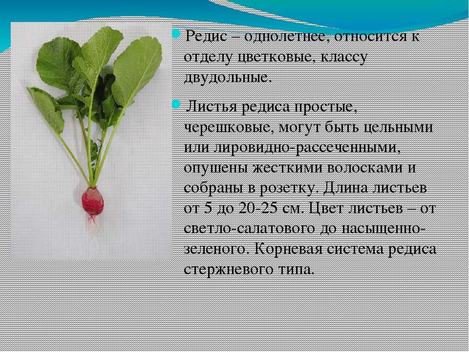 Лучшие сорта редиса для урала » советы садоводу