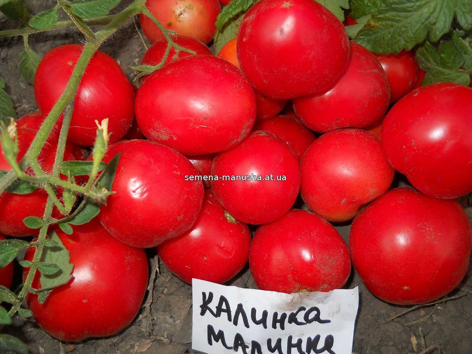 Томат "калинка-малинка": описание сорта, фото, выращивание вкусных помидоров русский фермер