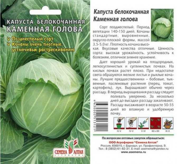 Капуста позднеспелая харьковская. внешние особенности, плюсы, минусы, правила выращивания
