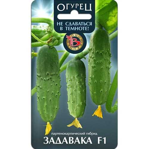 20 лучших сортов и гибридов огурцов корнишонов