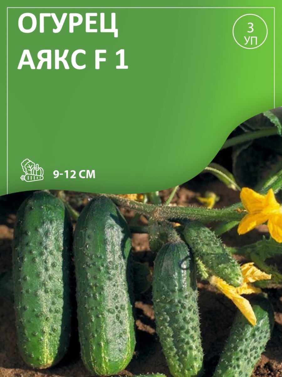 Огурец аякс f1 — описание и характеристика сорта