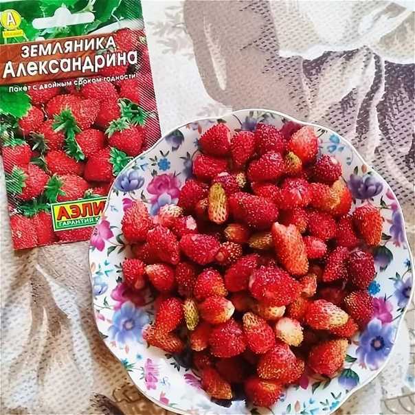 Лучшие сорта клубники: ранние, средние, поздние и ремонтантные