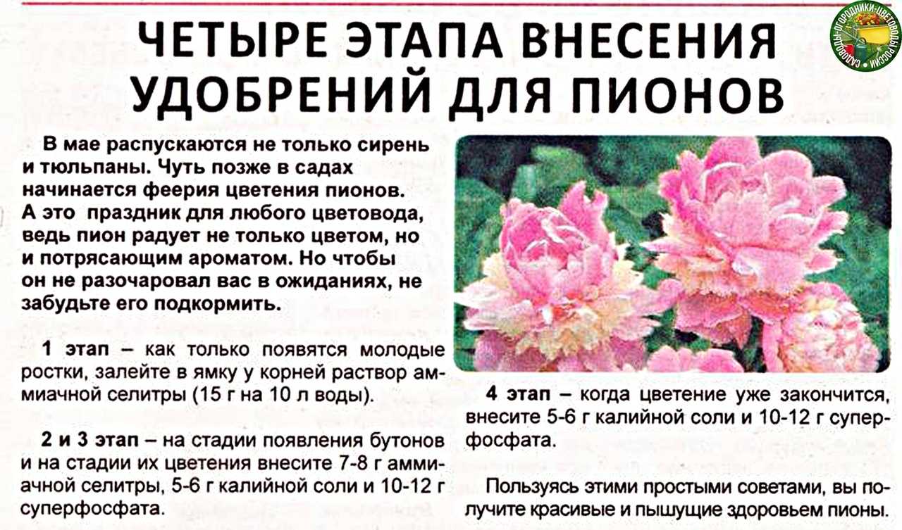 7 причин, почему тюльпаны не зацвели