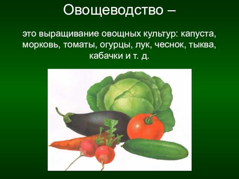 Сколько нужно тушить свеклу для борща