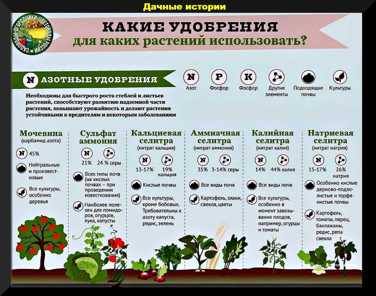 Правила подкормок для комнатных растений