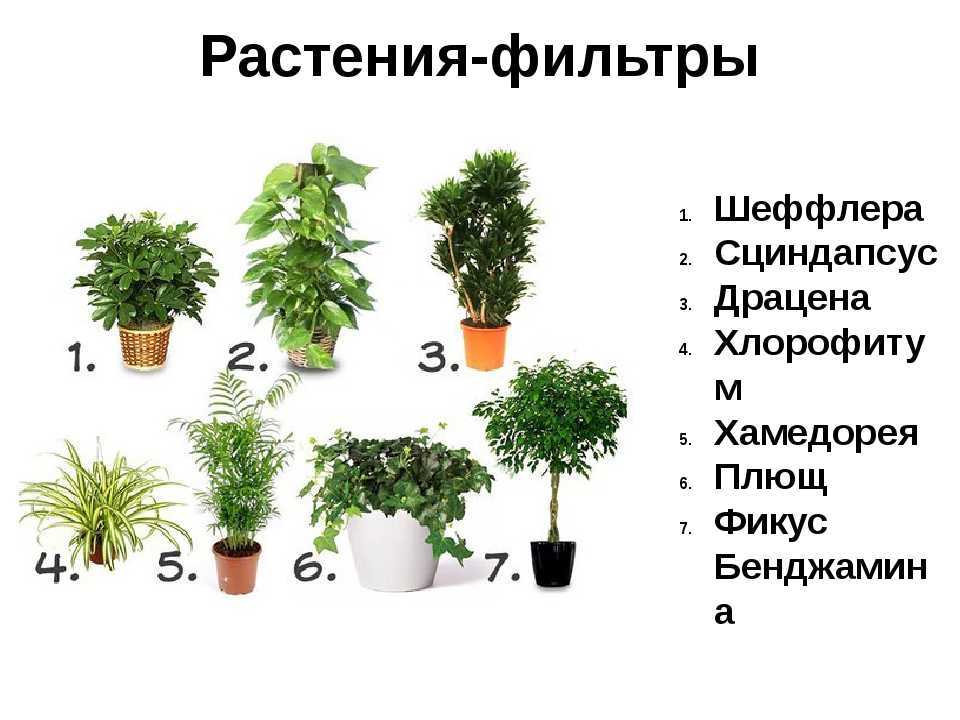 Вьющиеся комнатные растения: фото и названия (15 видов)