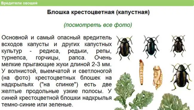 Какой вред наносят крестоцветные блошки и как с ними бороться