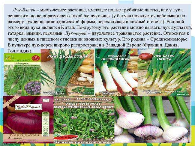 Лук-батун: выращивание и уход, описание сортов, уборка и хранение урожая