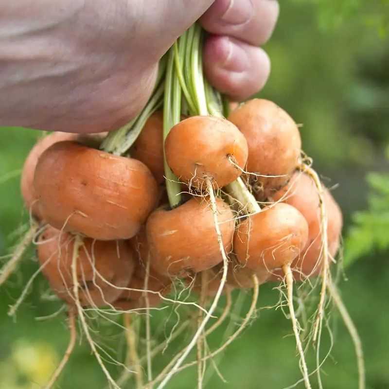 Лучшие сорта моркови на 2024 год: самые урожайные, вкусные, сочные, сладкие