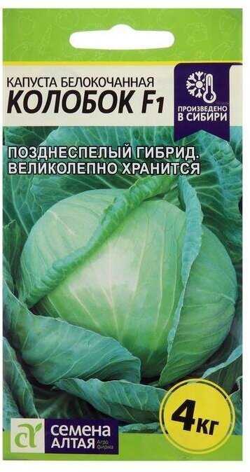 На ваших грядках капуста колобок: характеристика, фото и описание позднего сорта