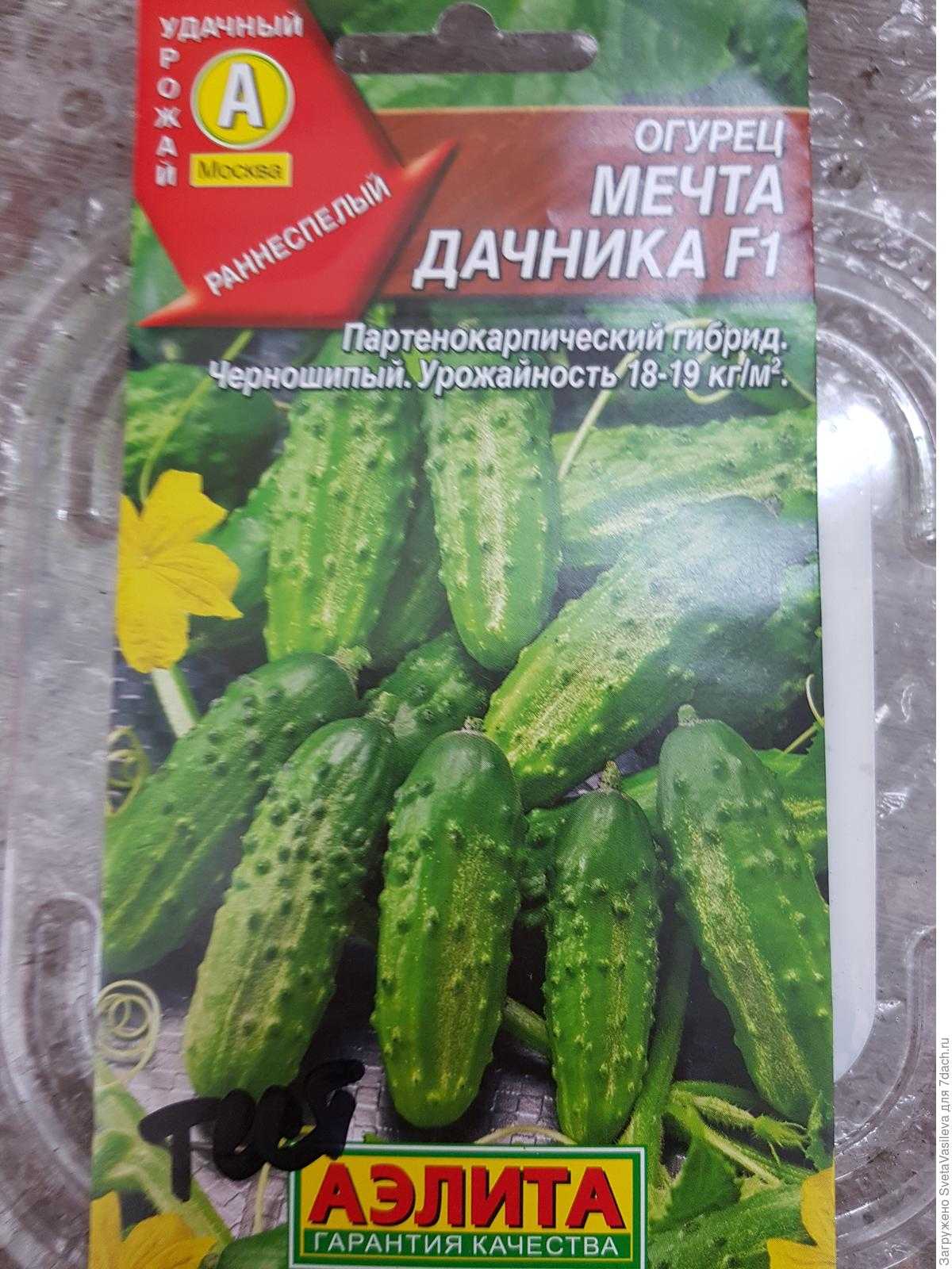Огурец мечта дачника f1: самый урожайный и вкусный сорт