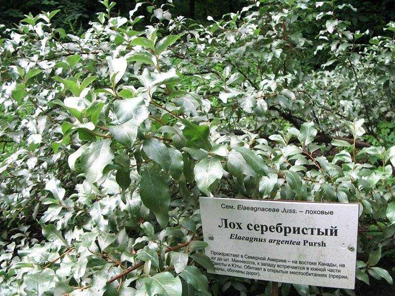 Дерево серебристый лох: выращивание и уход на приусадебном участке, описание и виды, правила ухода