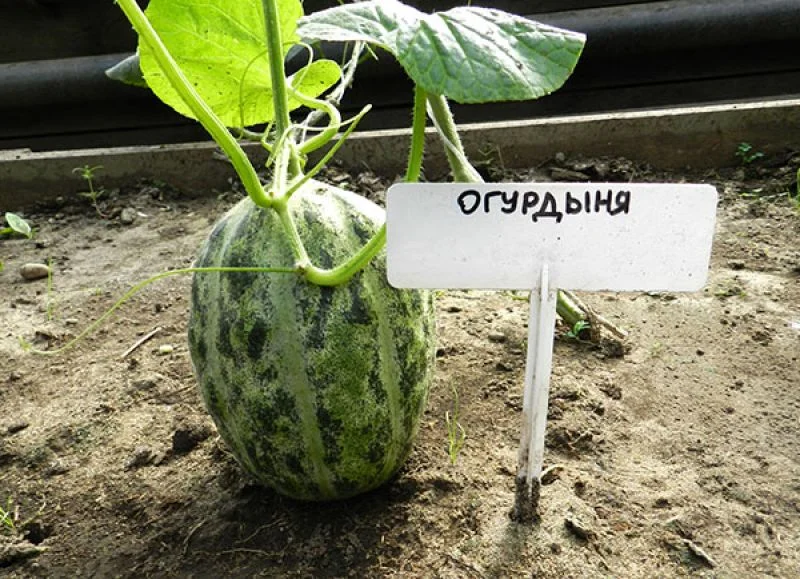Огурдыня