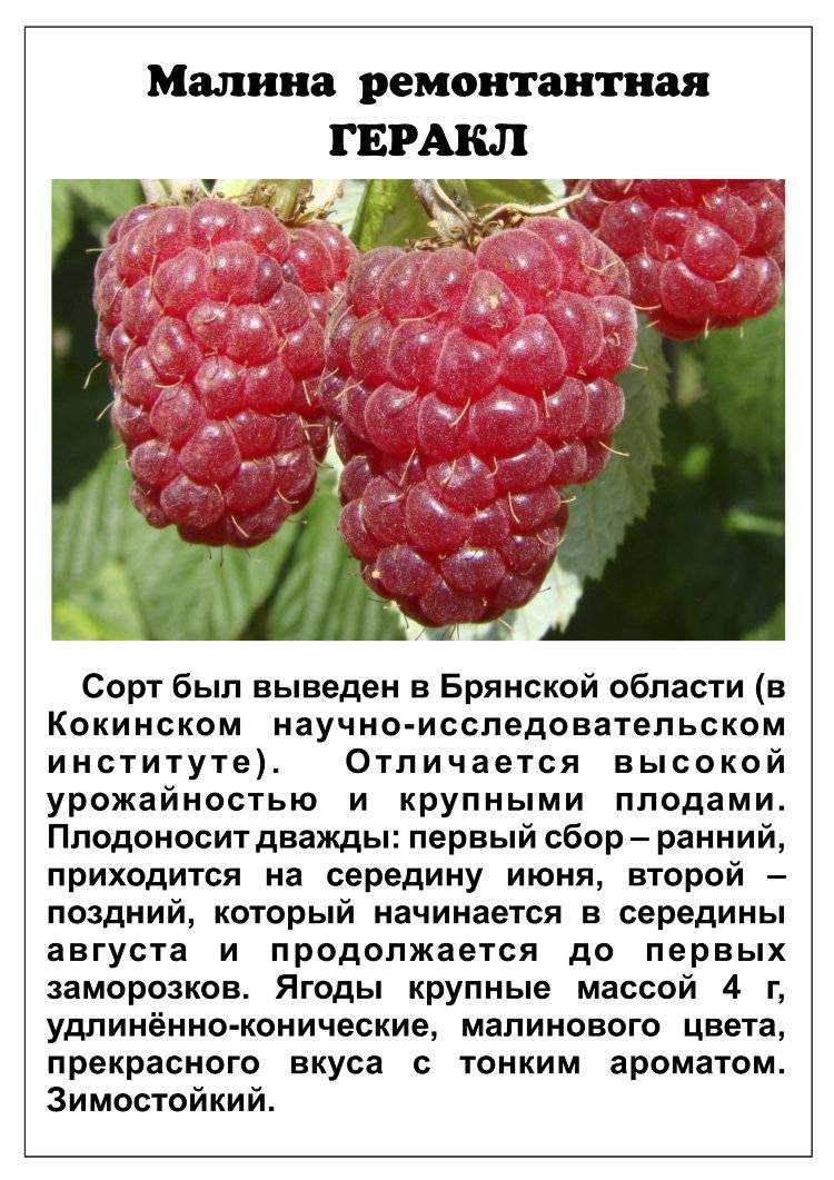 64 лучших сорта обычной и ремонтантной малины | топ сад