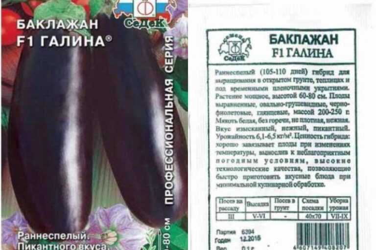 Секреты выращивания и ухода баклажанов в открытом грунте