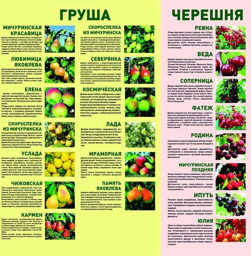 Самые вкусные сорта груши: топ-10 лучших для средней полосы и подмосковья
