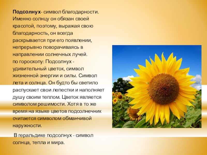 Физалис: секреты выращивания из семян, посадка и уход в открытом грунте
