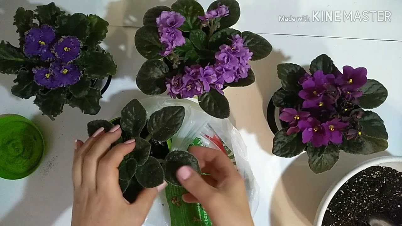 Комнатный цветок эписция