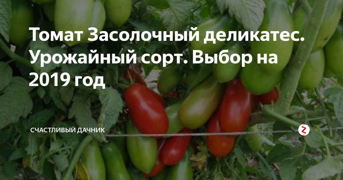 Томат засолочный деликатес: характеристика и описание сорта, фото помидоров, отзывы об урожайности растения