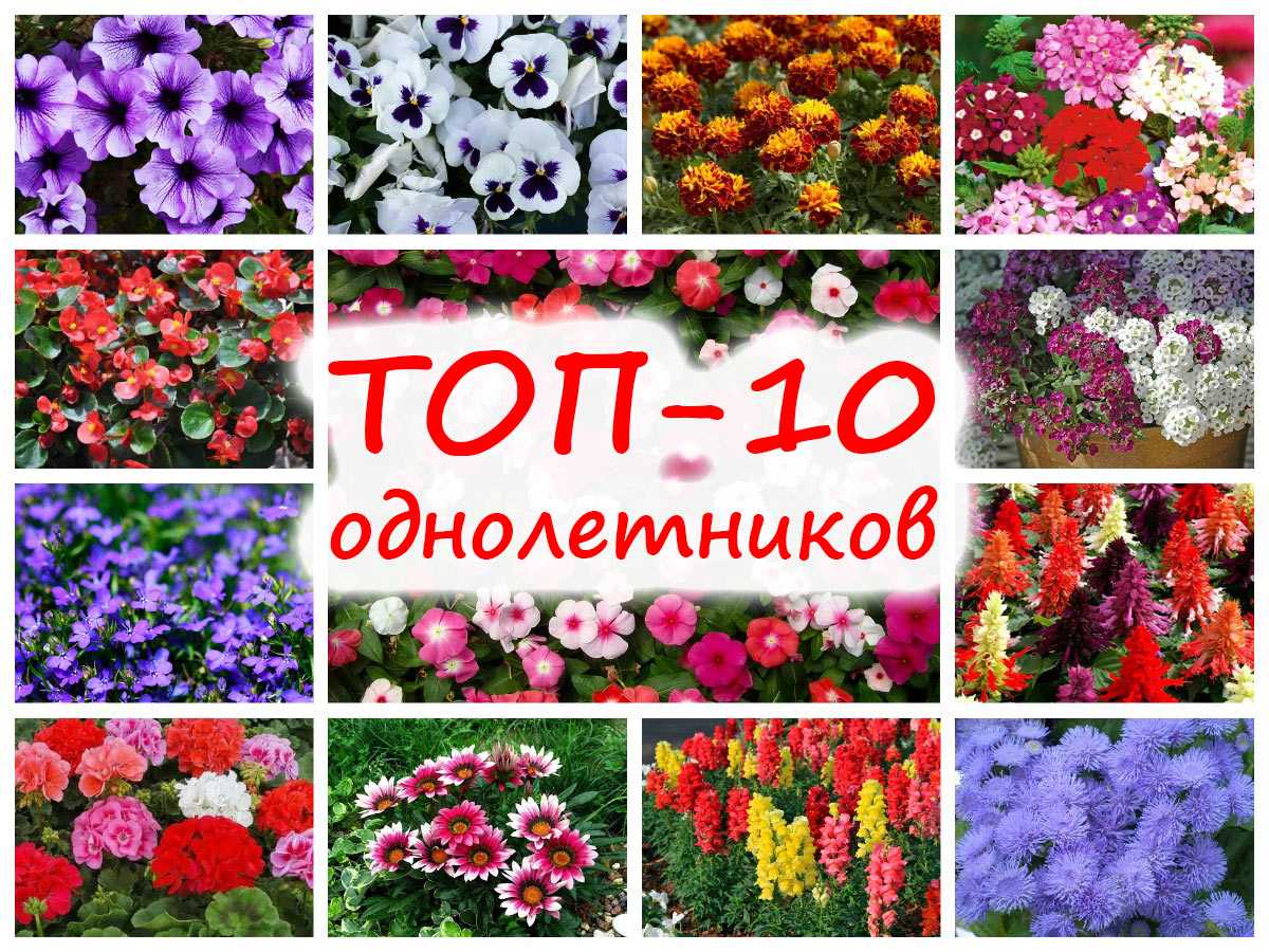 Самые красивые цветы на 2024 год