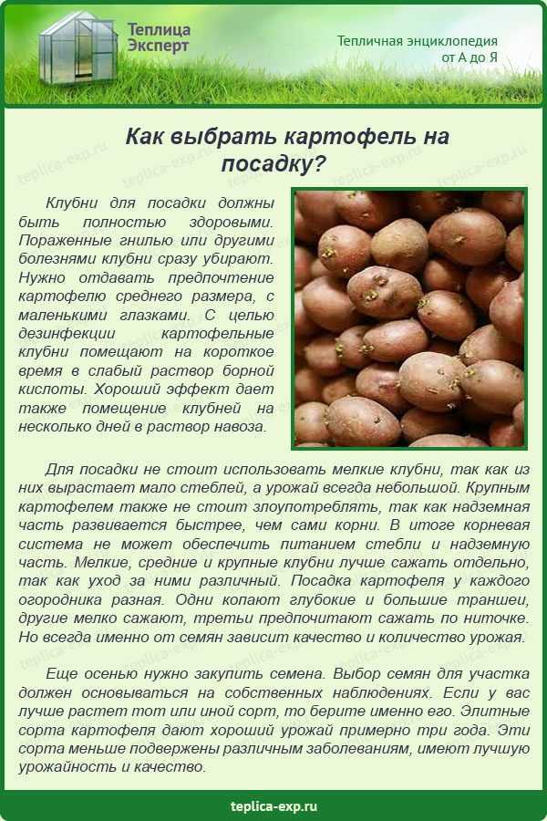 Лучшие сорта картофеля 2024 года - рейтинг по популярности