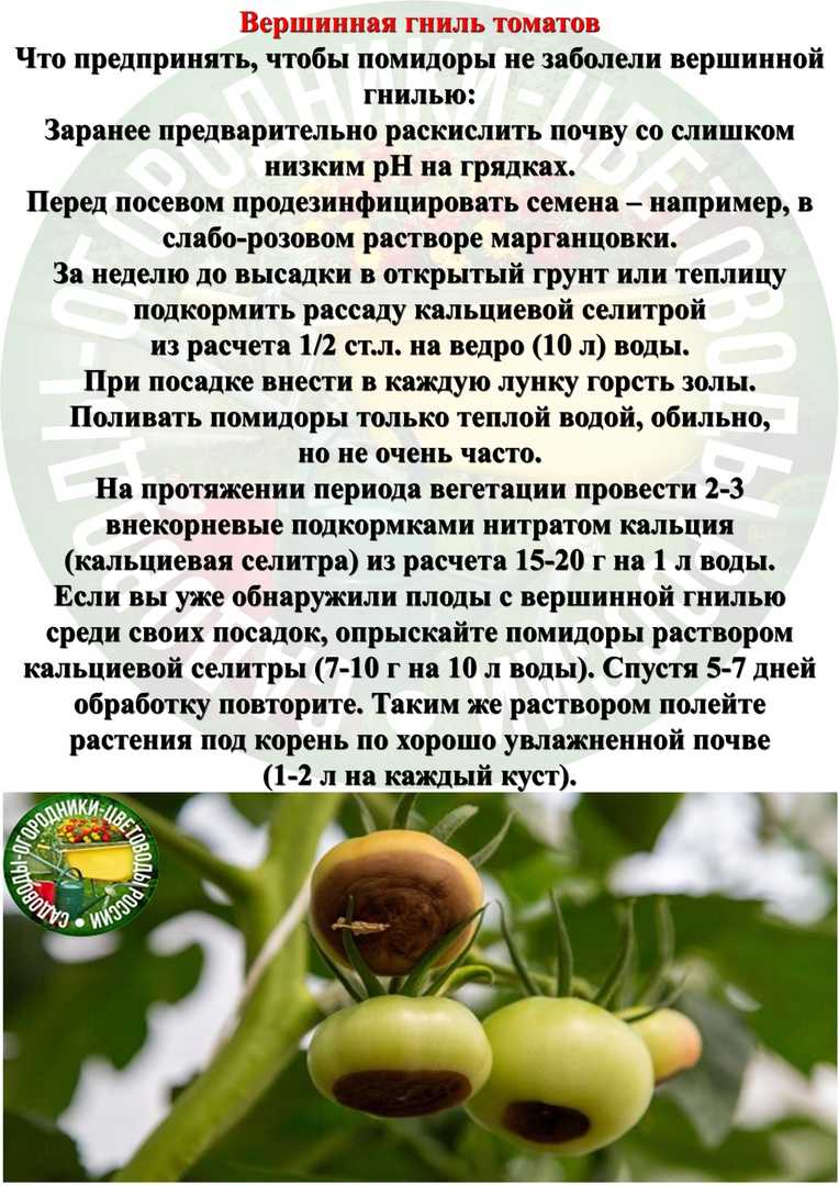 Вершинная гниль на помидорах: причины появления, как избавиться, профилактика