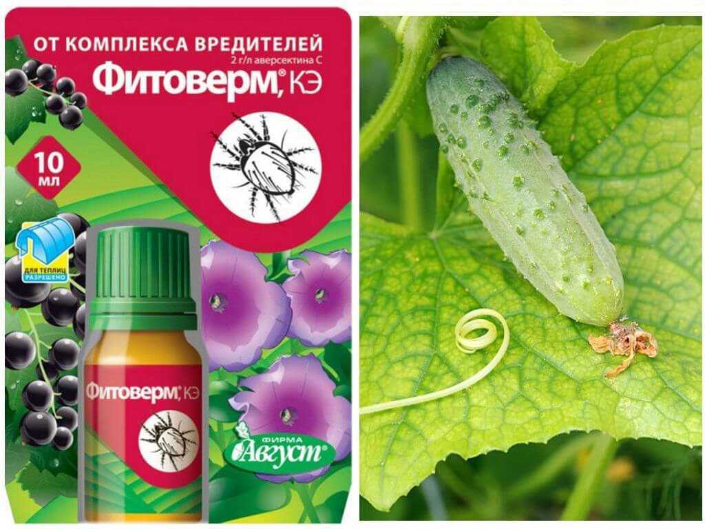 Как избавиться от паутинного клеща на комнатных растениях химическими и народными средствами