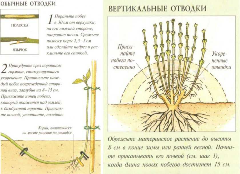 Фундук - как вырастить орех: сорта посадка уход размножение