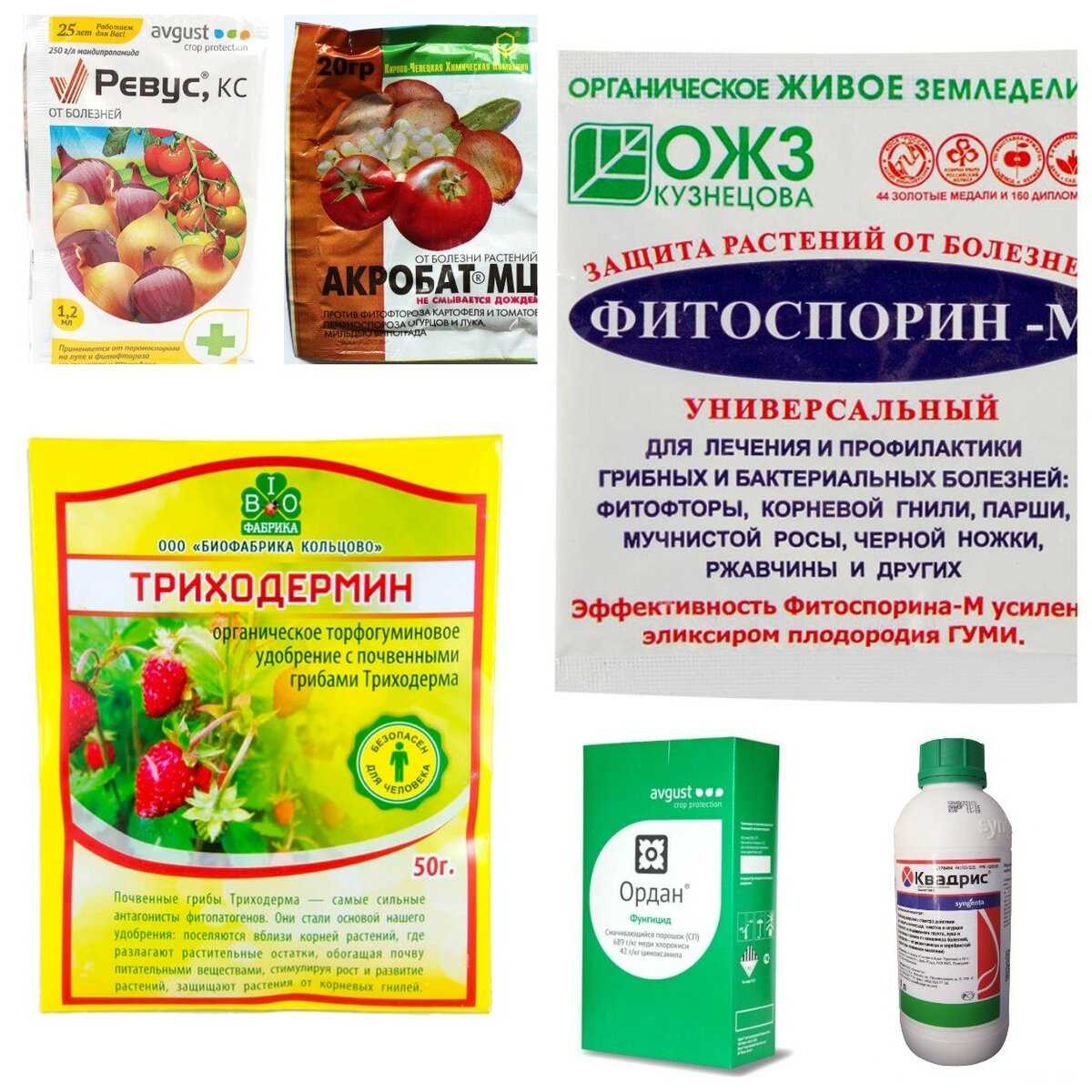 11 простых народных средств по борьбе с фитофторозом картофеля