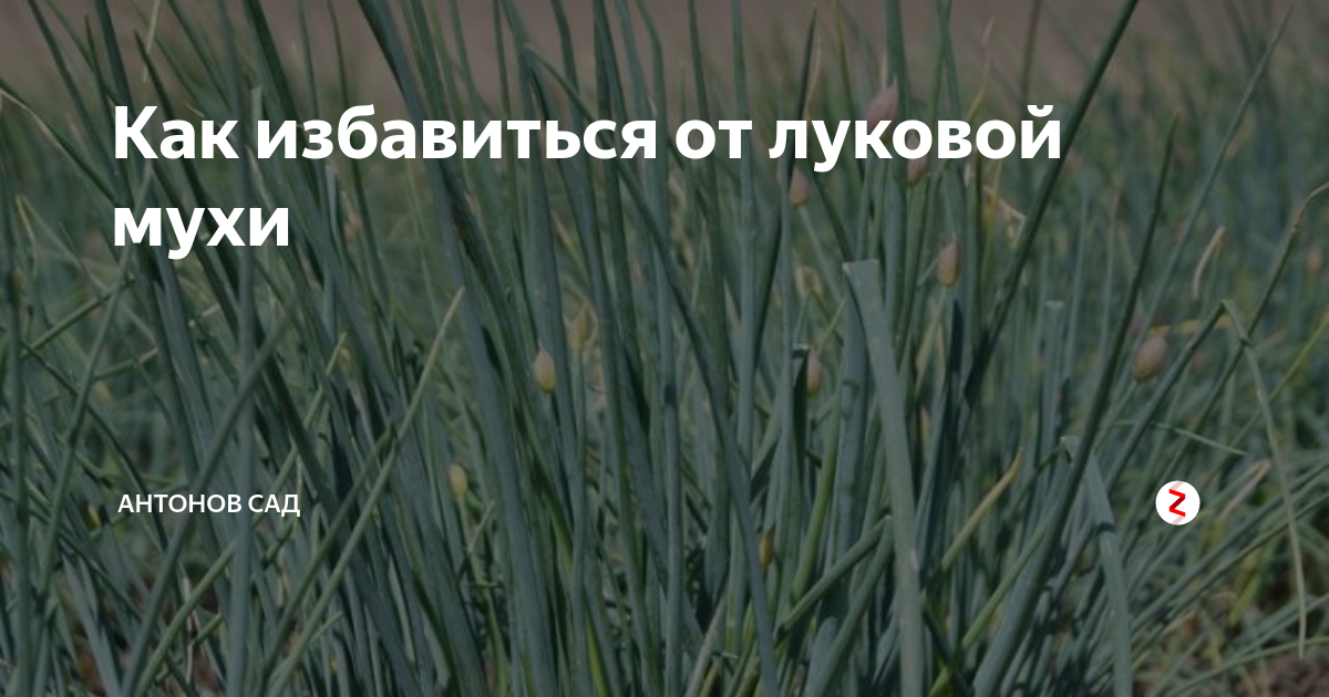 Луковая муха