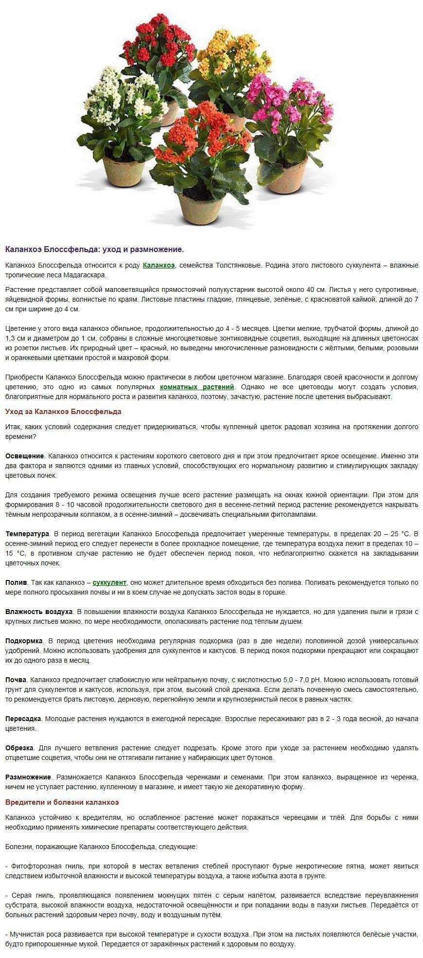 Что делать если каланхоэ не цветет в домашних условиях?