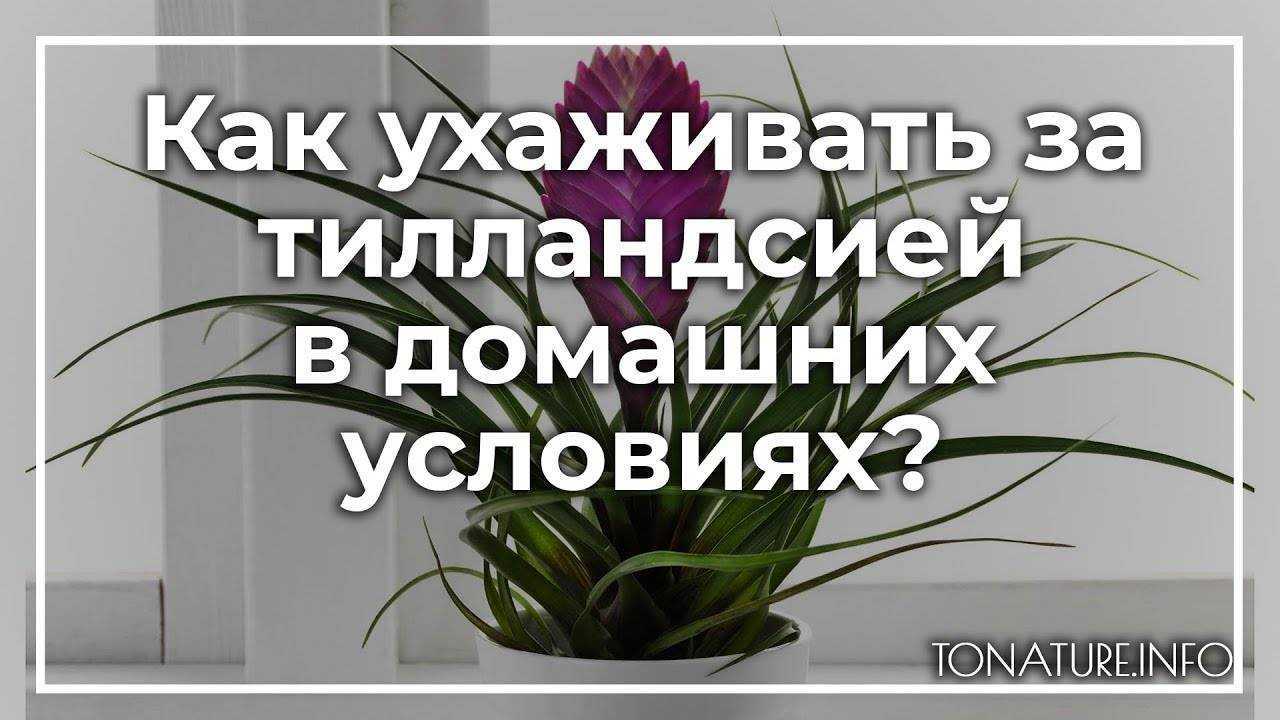 Тилландсия: уход в домашних условиях | floravdome.ru